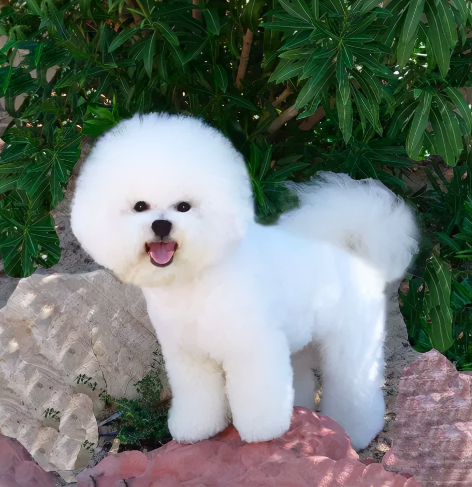 百科| 比熊犬,一颗会说话的棉花糖_佛朗哥·皮卡特_法国_卷毛