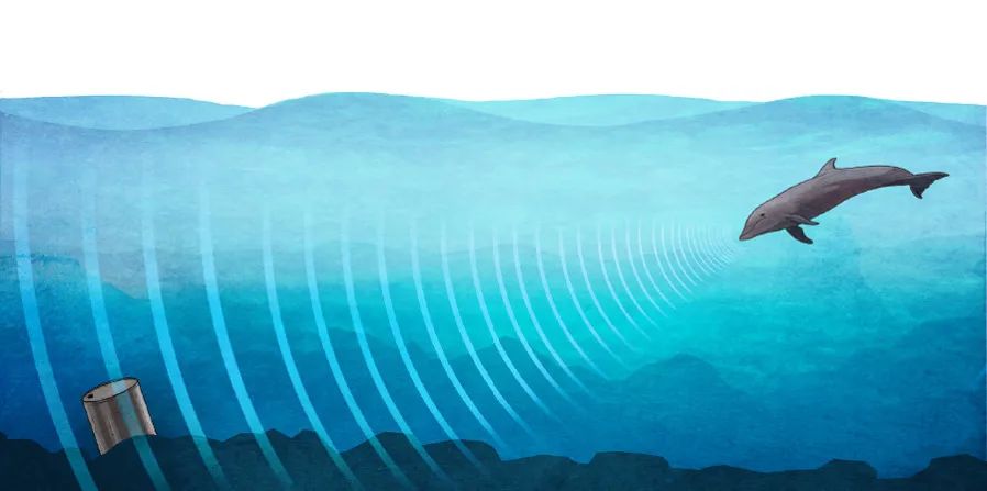 生物_系统_声呐