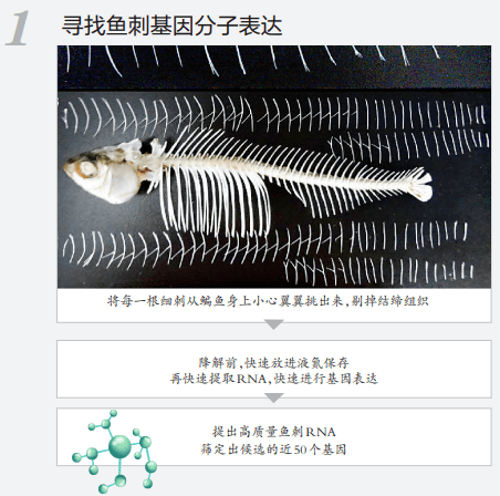 团队|什么？以后吃鱼可以不用挑刺了？