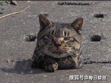 下水狸花猫被卡下水口，橘猫赶紧过来“解救”，这方式也太狠了！