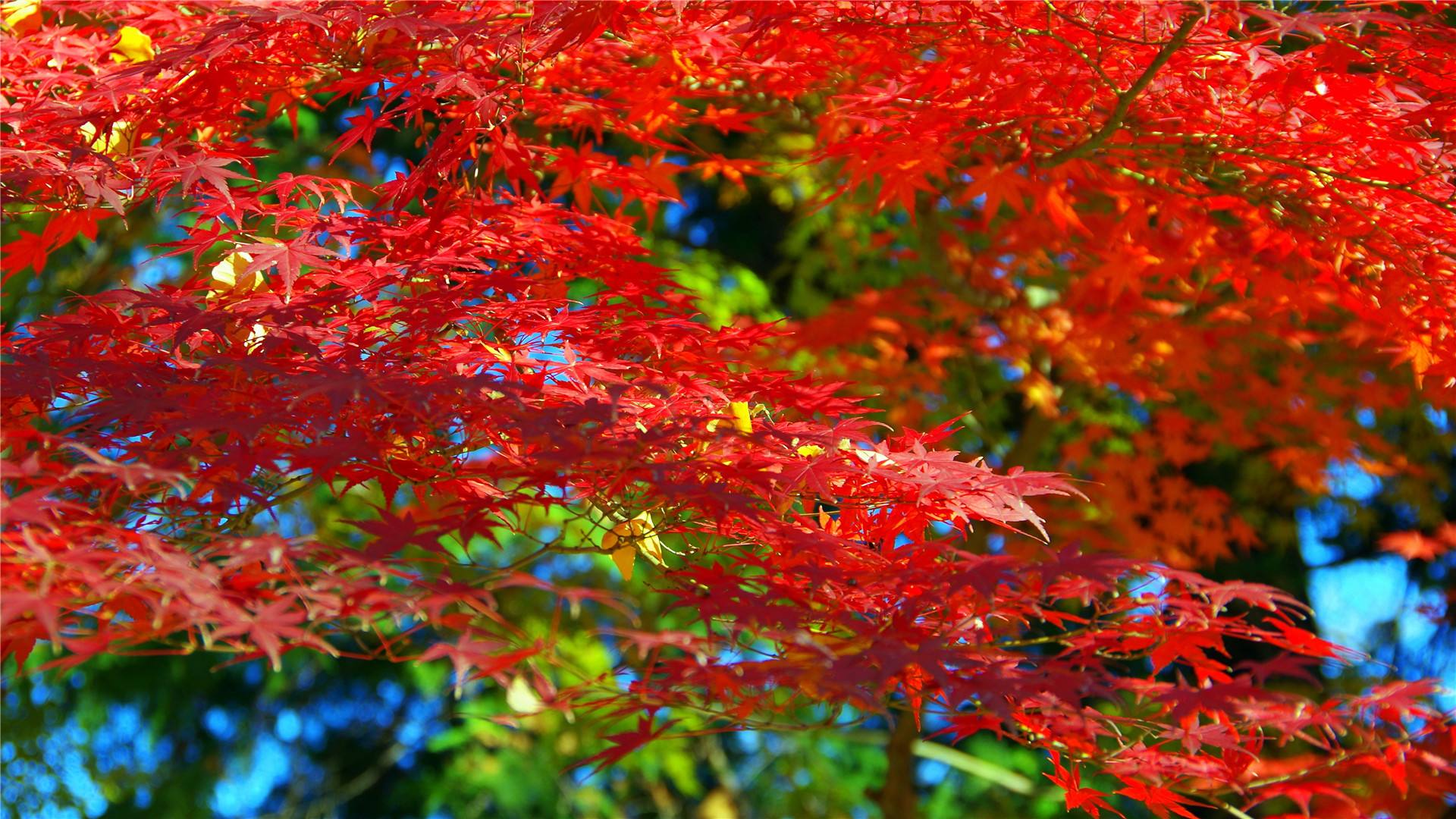 原创糖醋排骨很好吃可我最爱的还是大猪蹄子