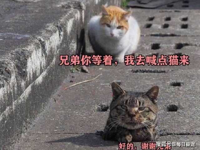 下水狸花猫被卡下水口，橘猫赶紧过来“解救”，这方式也太狠了！