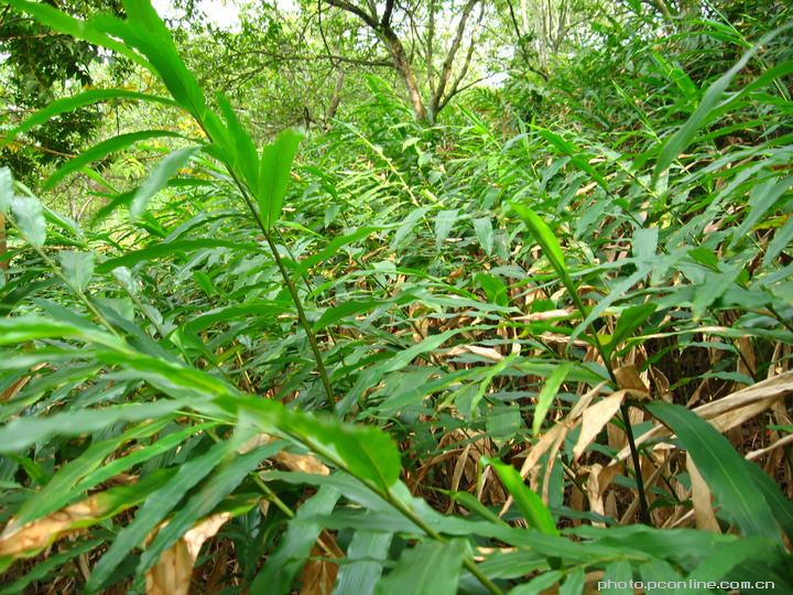 热带雨林里这种野生珍贵药材对抗癌有奇效