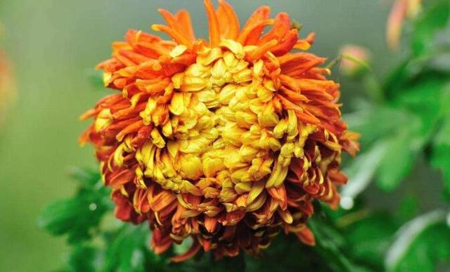 属鼠之人很长一段时间有"丧门""灾煞""浮沉"三颗凶星入采听官,所以