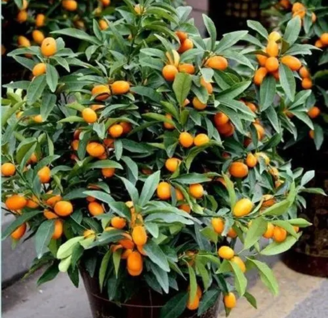 原创要过年了家里养5上种富贵树端庄大气寓意好