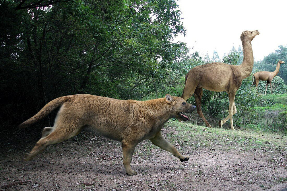 原創犬科動物演化史上前三強的猛獸分別是什麼能打贏貓科嗎