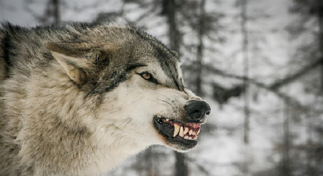 2010年,成都女孩把狼当 儿子 养了3年,11年后结局令人泪目