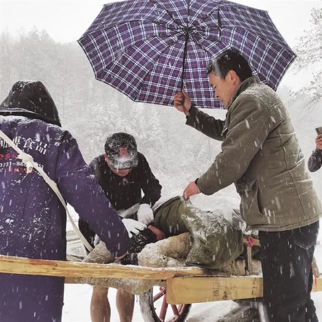 12月26日早上9時,花垣縣雙龍鎮洞衝村6組村民石愛保突發腦出血,大雪