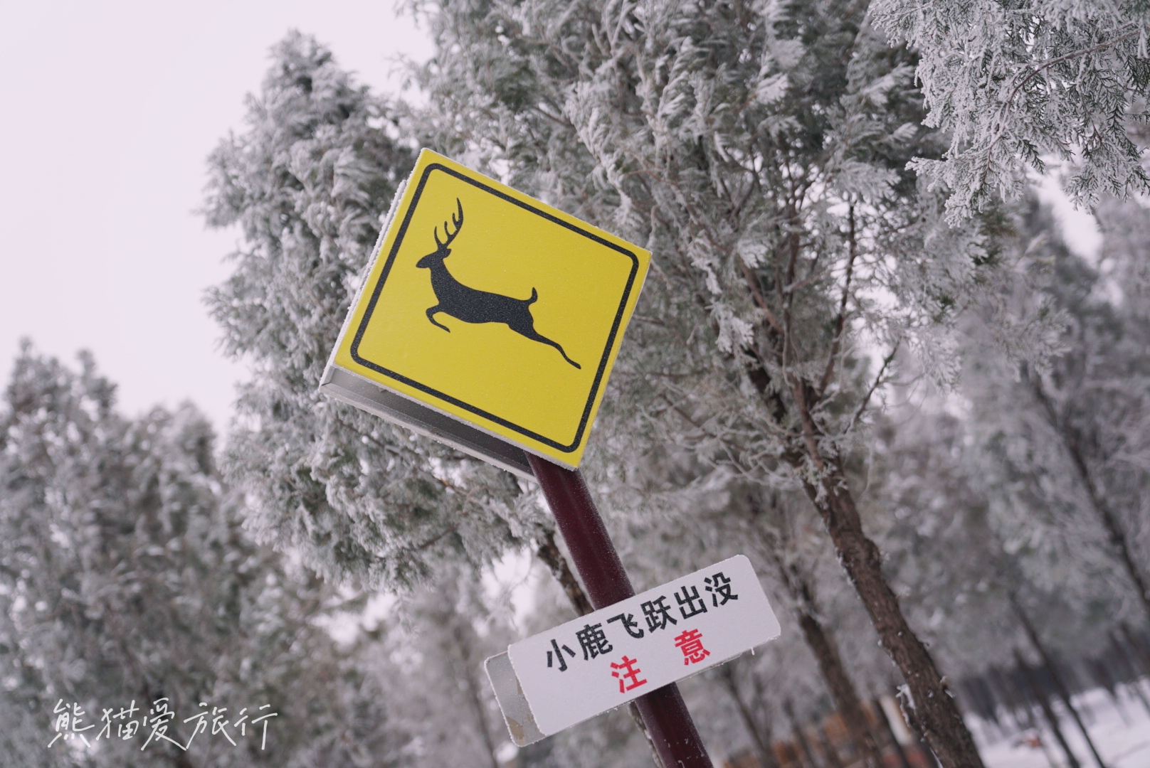 森林|跨年春节遛娃好去处，郑州伏羲山云上牧场喂小鹿嗨玩冰雪