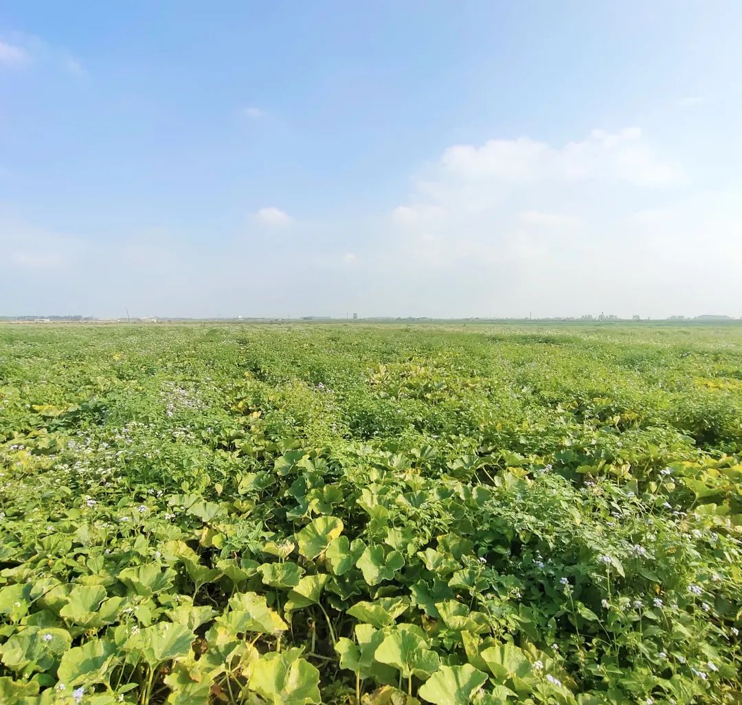 辰颐物语爆红全网的贝贝南瓜来啦香甜粉糯连皮都可以吃