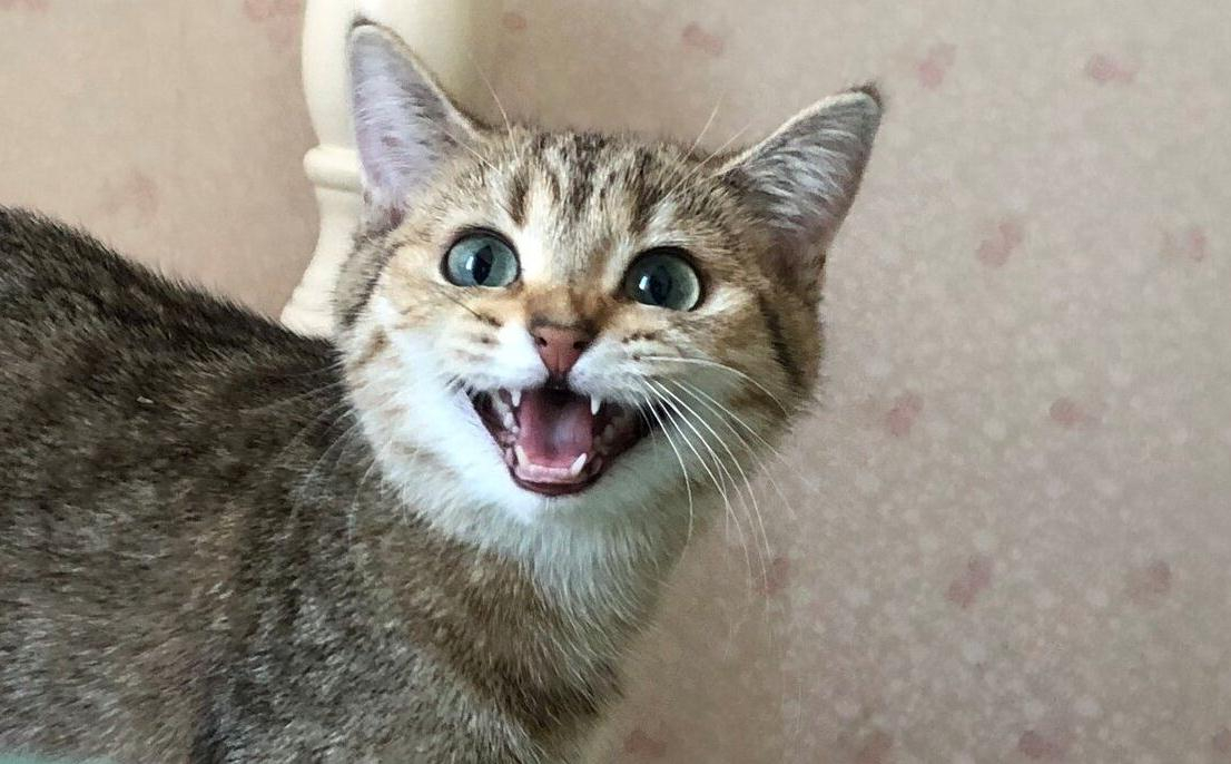 怎么带小猫拍视频 6974737281c24eec8cfa1acf208f4a1f.jpeg