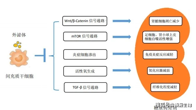 腎臟|多個臨床實驗證實干細胞治療糖尿病腎病效果顯著