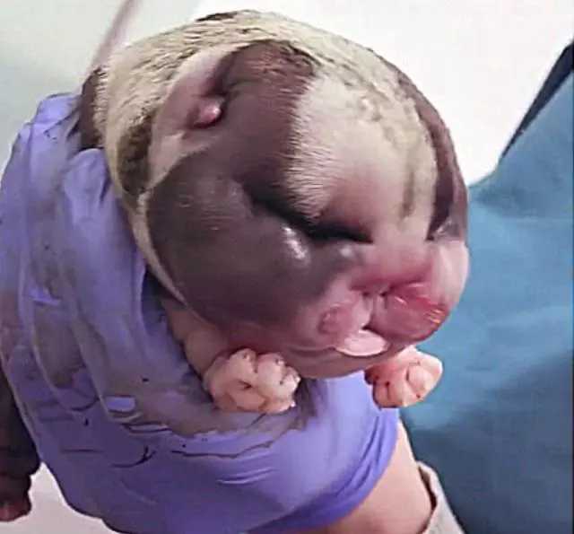 什么时候检查胎位最好 8cc93e684cf04dd59d1286127be04189.jpeg