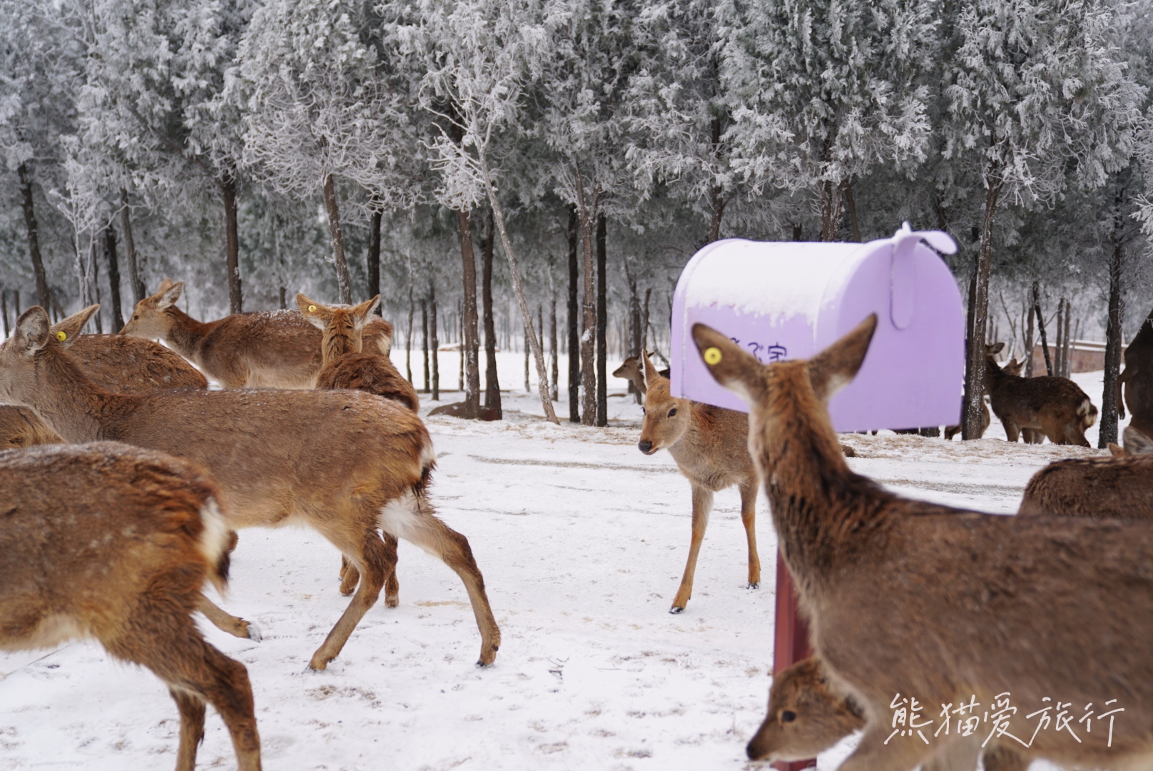 森林|跨年春节遛娃好去处，郑州伏羲山云上牧场喂小鹿嗨玩冰雪