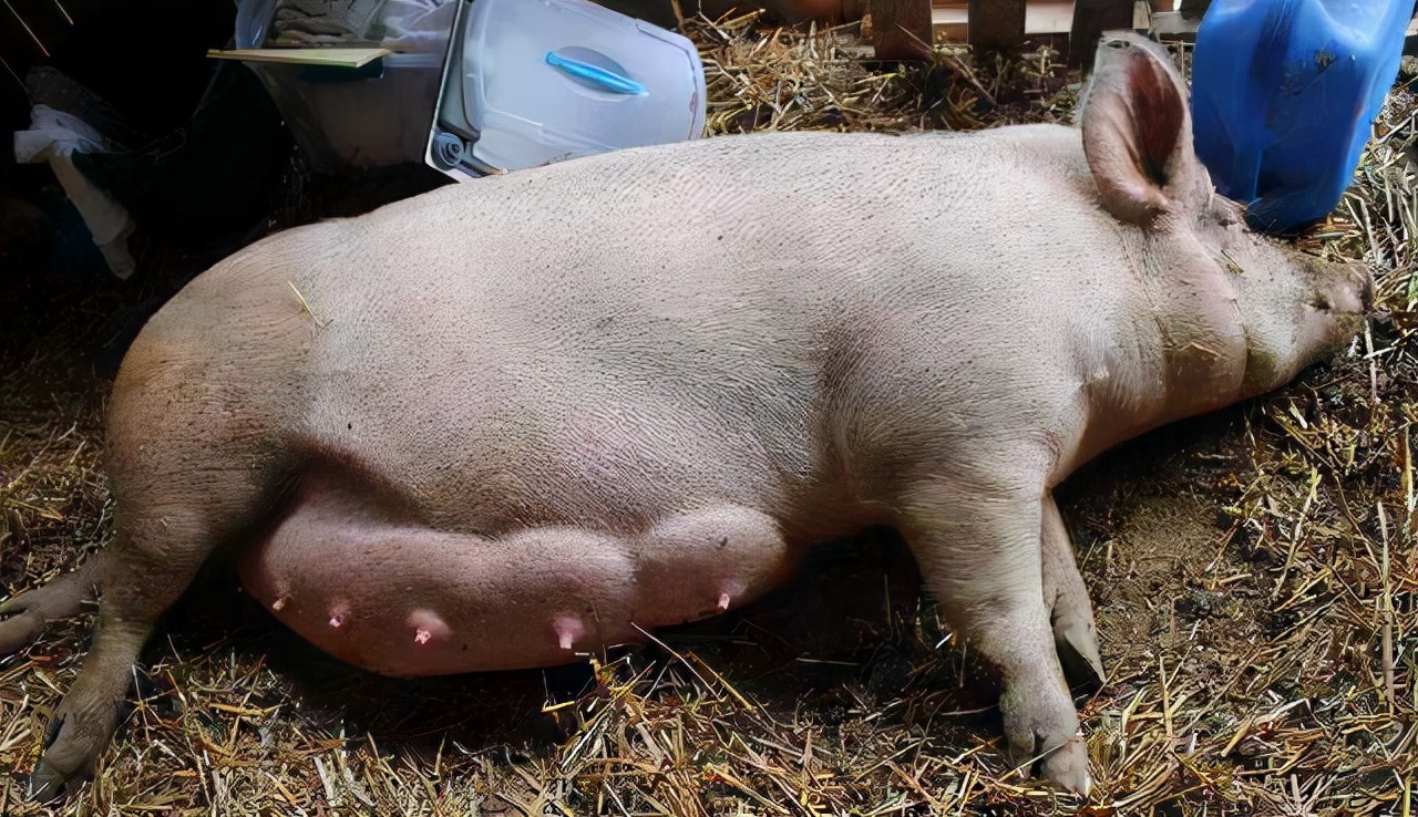 断奶母猪乳房炎怎么治疗?_消炎_养殖户_问题