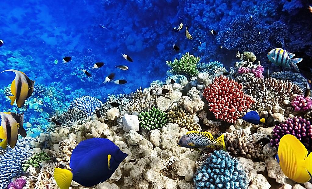 捕捞_海洋生物_资源