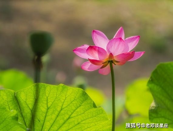 12月28日运势逆转 事业一顺百顺 财运蒸蒸日上的四个生肖 日子 贵人 机会