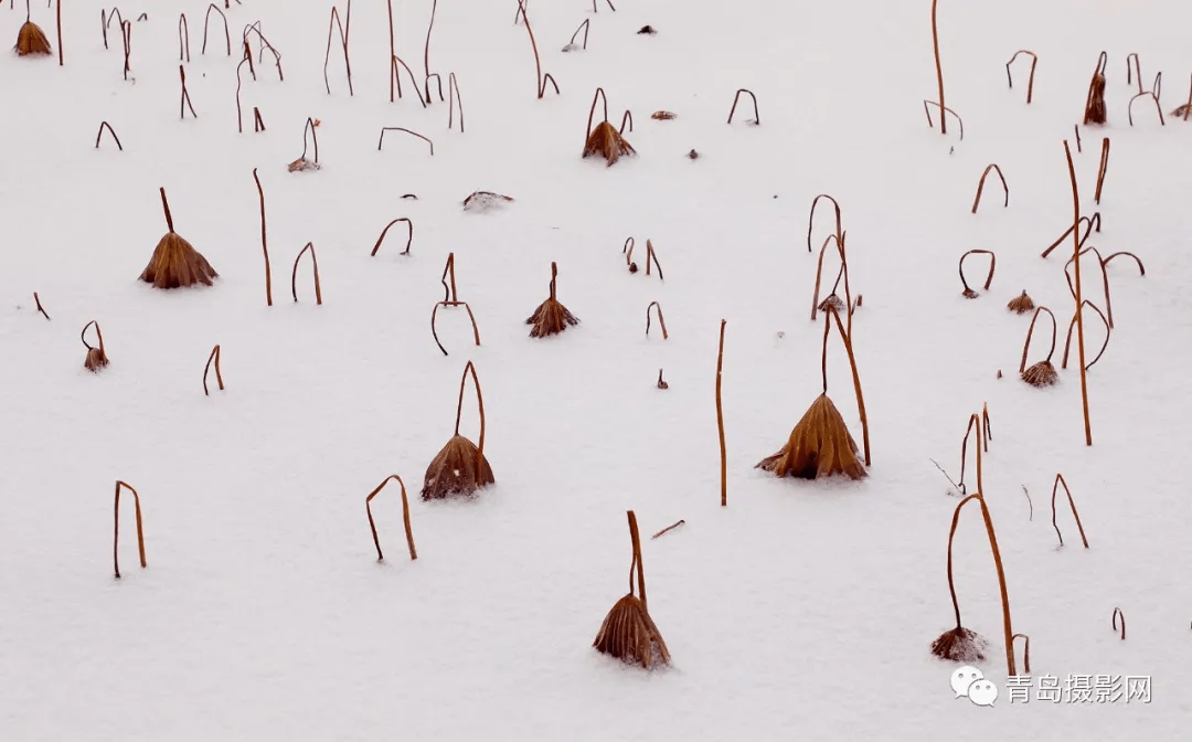 柳絮|一月一题 | 雪，让这个世界变得温柔而浪漫