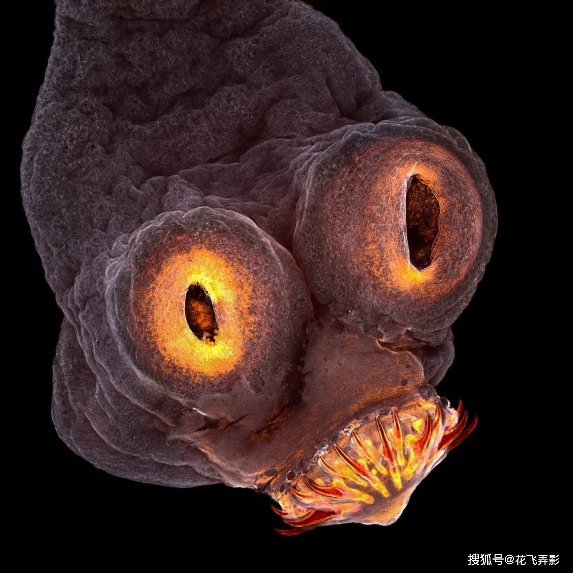 一组让人大开眼界的照片带你见识显微镜下的世界