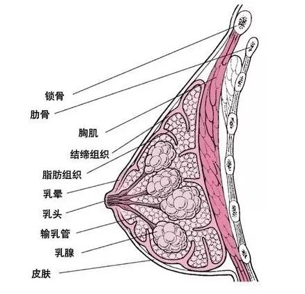 胸部胶原蛋白的流失会对女性的身体产生哪些影响？