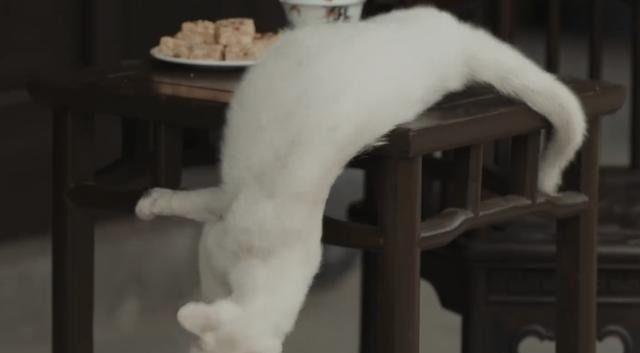 猫咪|《当家主母》疑毒死真猫，画面太真实引争议，剧组澄清毫无说服力