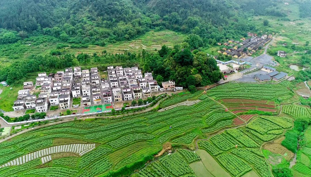 清新获奖的背后,藏着乡村振兴的"密码"_建设_浸潭镇_三坑镇