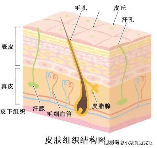 表皮层怎样花最合理的钱养最美的脸?