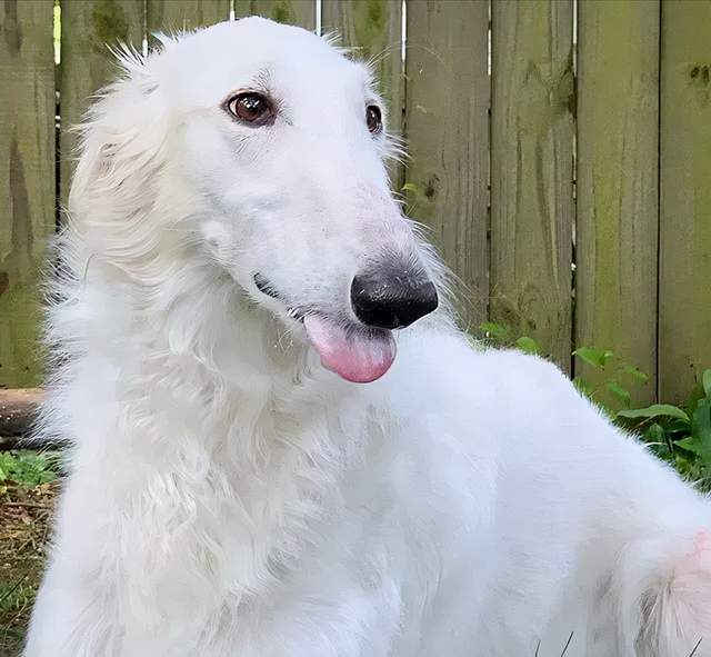 回头率简直爆表,许多人都会特意停下脚步,询问eris到底是什么品种