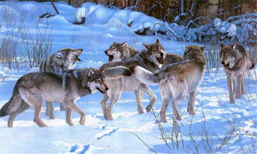 雪山|失去公狼后，怀孕的母狼离开狼群，独自流浪2600里，生下8只幼崽