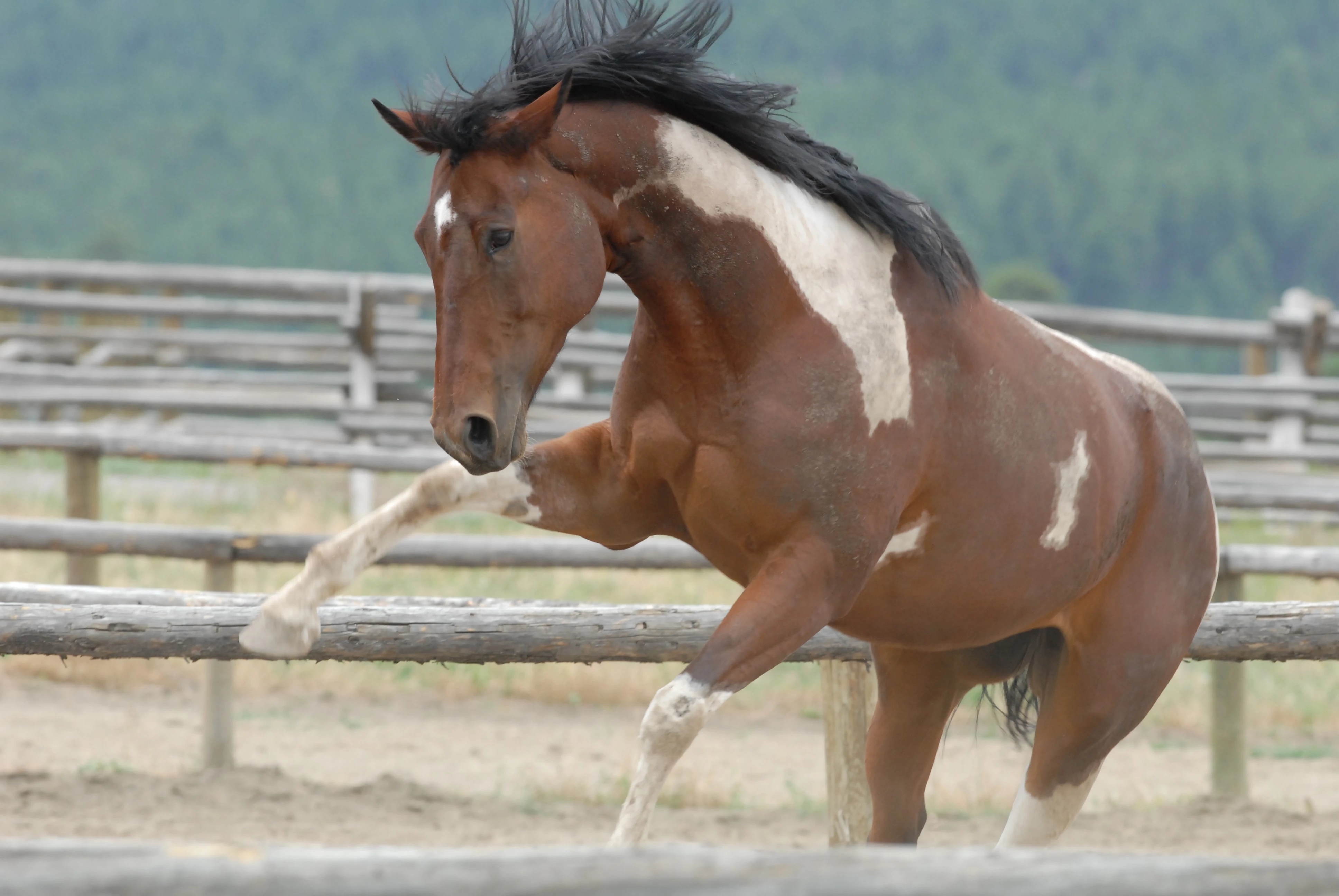 马术爱尔兰马衣荷斯威尔horseware马术课堂：马的后腿在“说”什么？