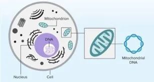 韋翰斯醫學 | 線粒體遺傳病診斷策略_mtdna_基因_遺傳物質