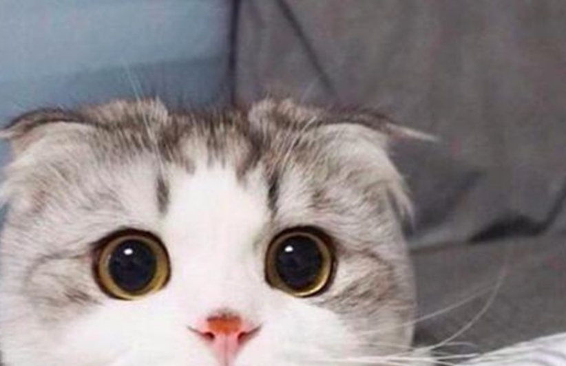 比较安静的猫咪 cb429b7057f84be9b5df450de14ee891.jpeg