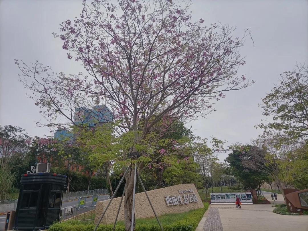 茗院】售楼处电话-价格-位置-配套-楼盘最新动态【官网】_西丽_项目