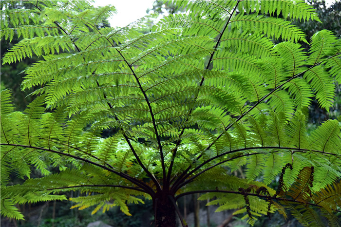 这个沙椤群落连片有10株左右,最高的有3米多高,树冠直径最大的也有2米