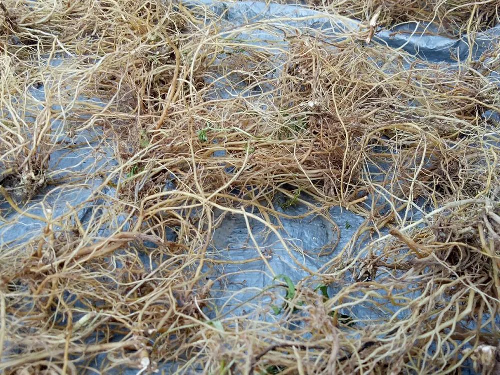 原创生长在山里的一种野草见到请珍惜它根的价值很珍贵50元斤