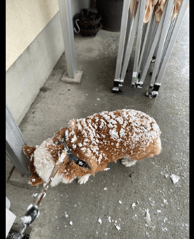 面包下雪天柯基还出去玩，回来后它的样子让人看饿了，怎么那么像面包