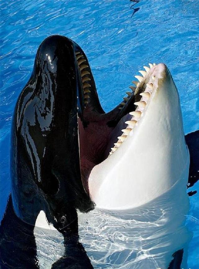 世界上最大的鲸鱼 a6ad5111fbec4776a63302c211b43c92.jpeg