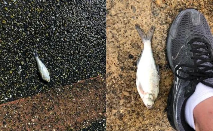 大量小鱼从天而降 美国德州突然下起了 鱼雨 是不祥之兆吗 水龙卷 卷风 气流