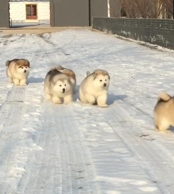 你一定没见过 一群胖嘟嘟的狗宝宝在雪地打滚 肉包子一样萌死了 天气 萌化 网友