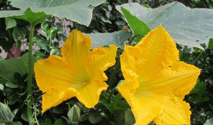 南瓜花能清利湿热 消肿散瘀 你知道南瓜花是什么样的吗 雌花 辅助 雄花 全网搜