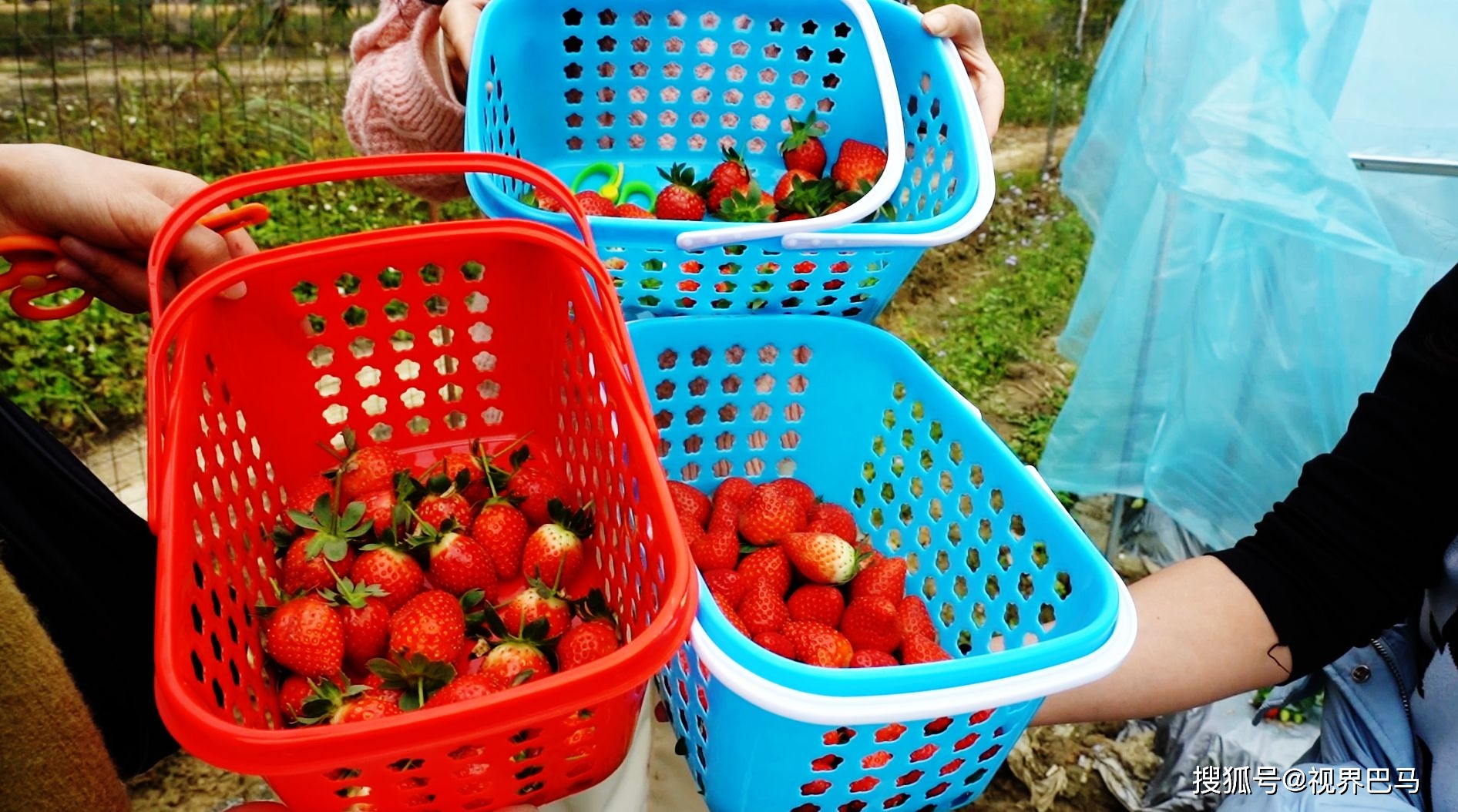 巴马：草莓采摘正当时 享受“莓”好时光