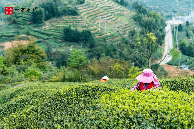 茶叶|一亩茶园：传颂茶的不朽篇章