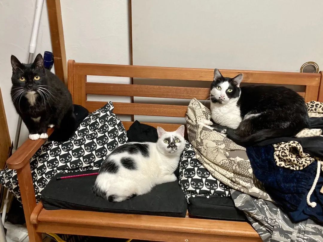 这只猫咪长得一言难尽 可这组猫猫大战章鱼组图却为它圈粉无数 Muddy 店里 照片 这只猫咪长得一言难尽 可这组猫猫大战章鱼组图却为它圈粉无数 Muddy 店里 照片