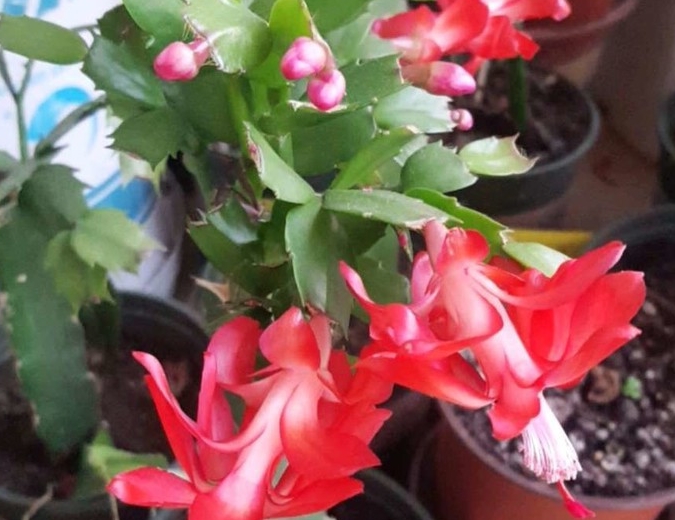 蟹爪兰怎么才能开花 d12a1a8203c742d09b3df5ef9172aef5.jpeg