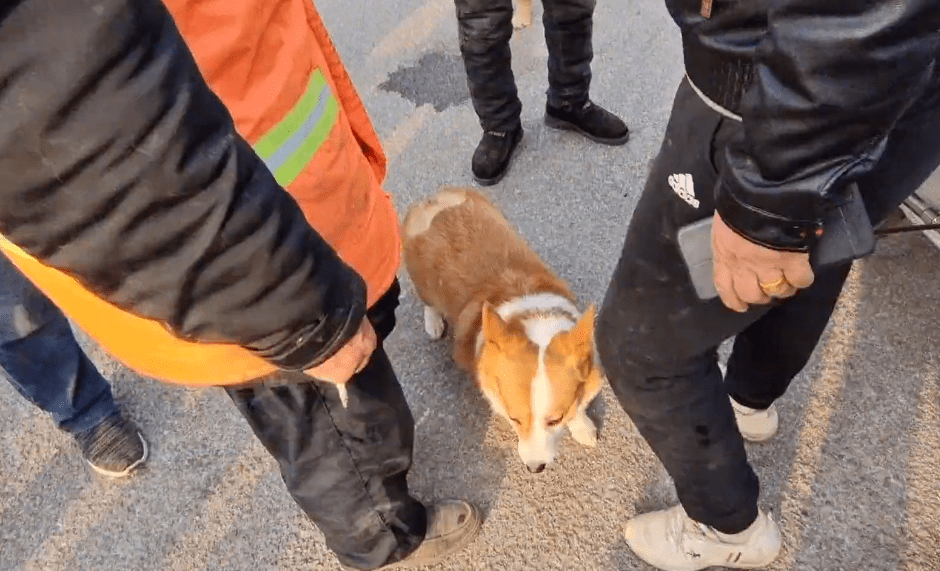 市里450块，身后有癣的漂亮柯基也难逃狗贩手段，狗贩：谁吃肉吃它呀