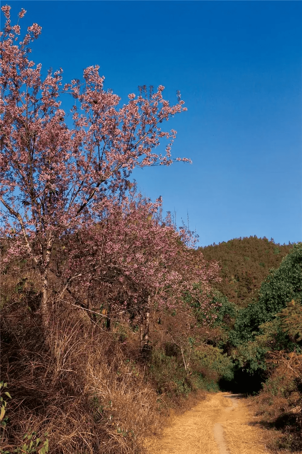 妃色|冬日，腾冲妃色倾城