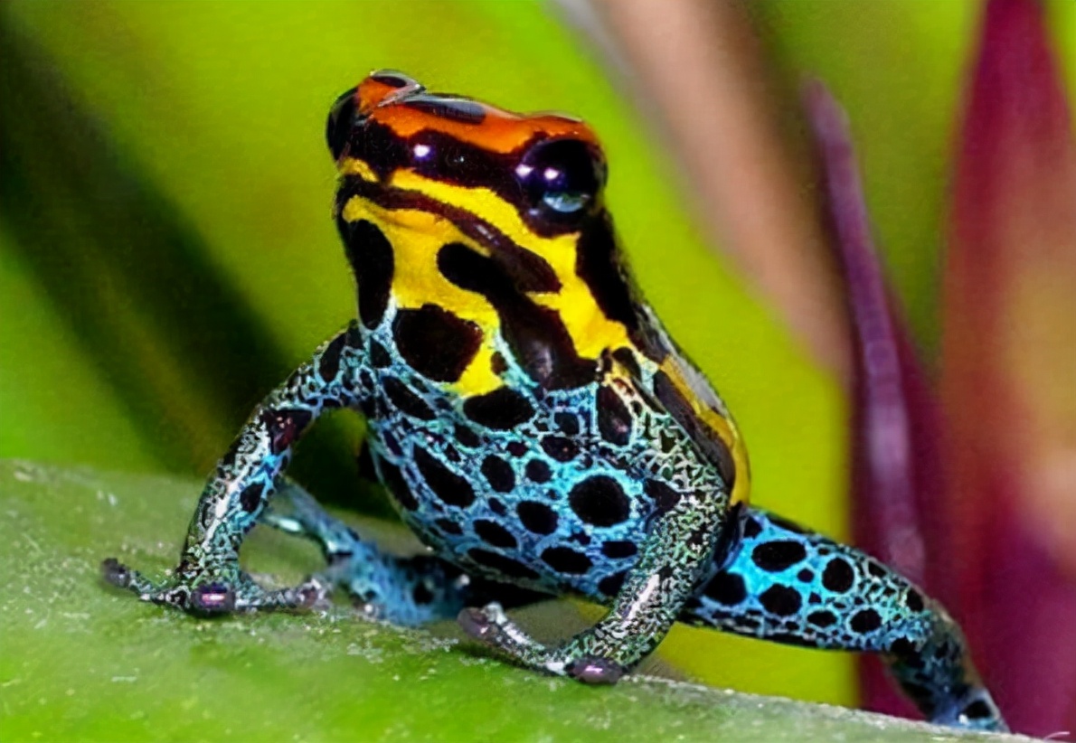 的生物往往也是最为致命的,这句话形容它再适合不过了,这就是箭毒蛙