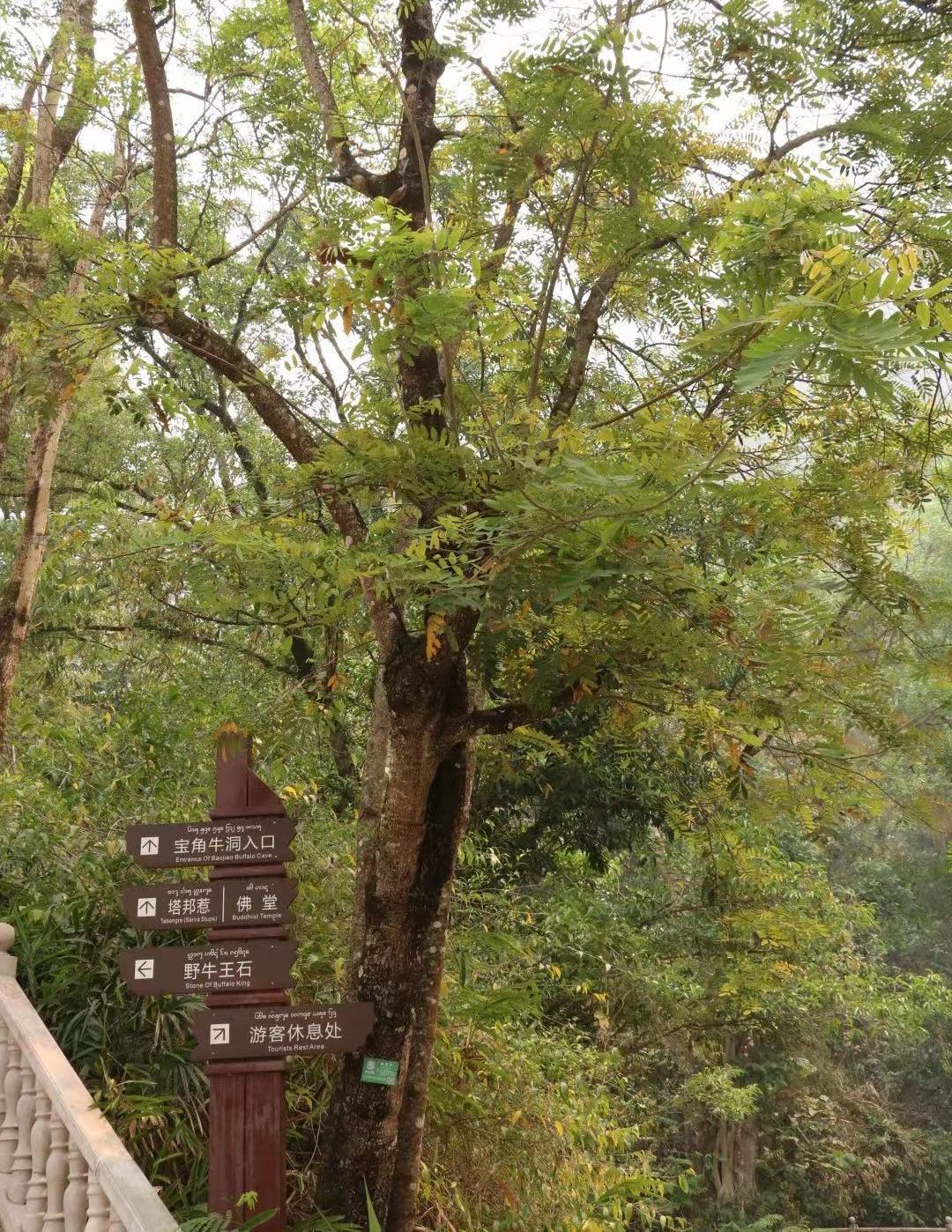 保护热带雨林 首先要保护并发扬傣族的传统文化 仙境 村寨 龙山