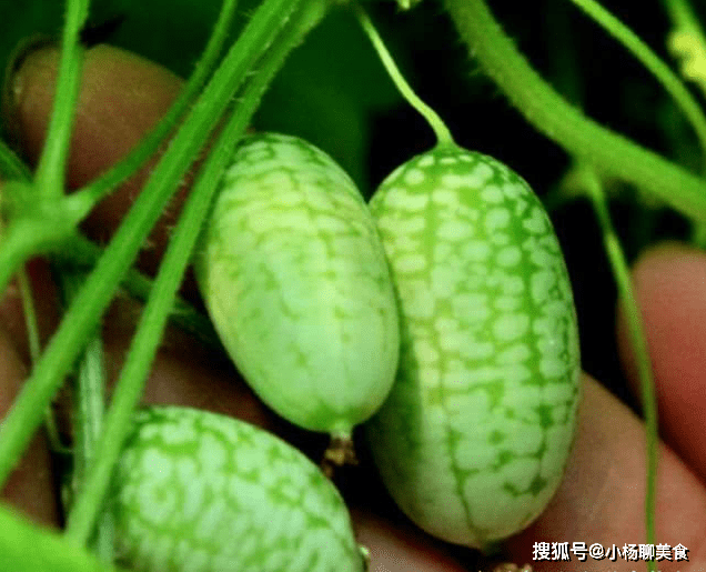 免疫力|女性最好的零食，每天几个，增加免疫力，养颜防衰老，皮肤更红润