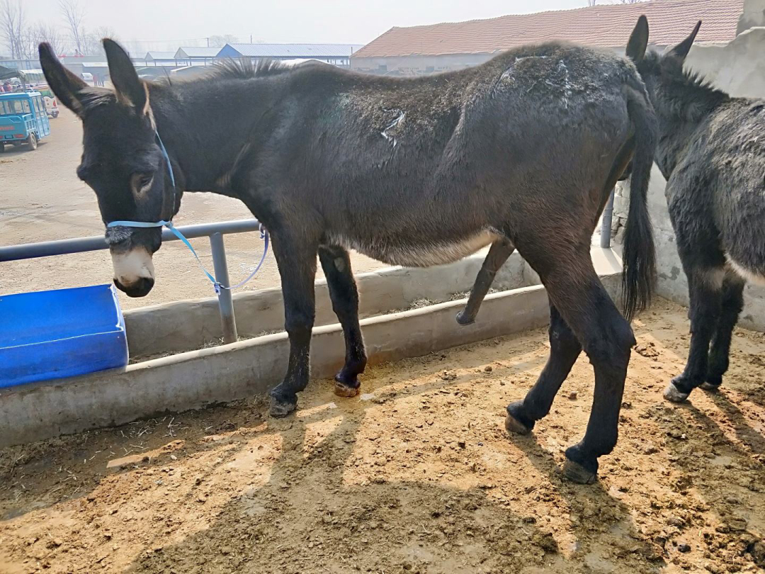 骡子_因为_马肉